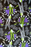 Kitty Deluxe Reversible Wired Headband in Beetlejuice Print & Customisable Reverse