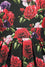 Lady Vintage Eva Dress in Red Roses